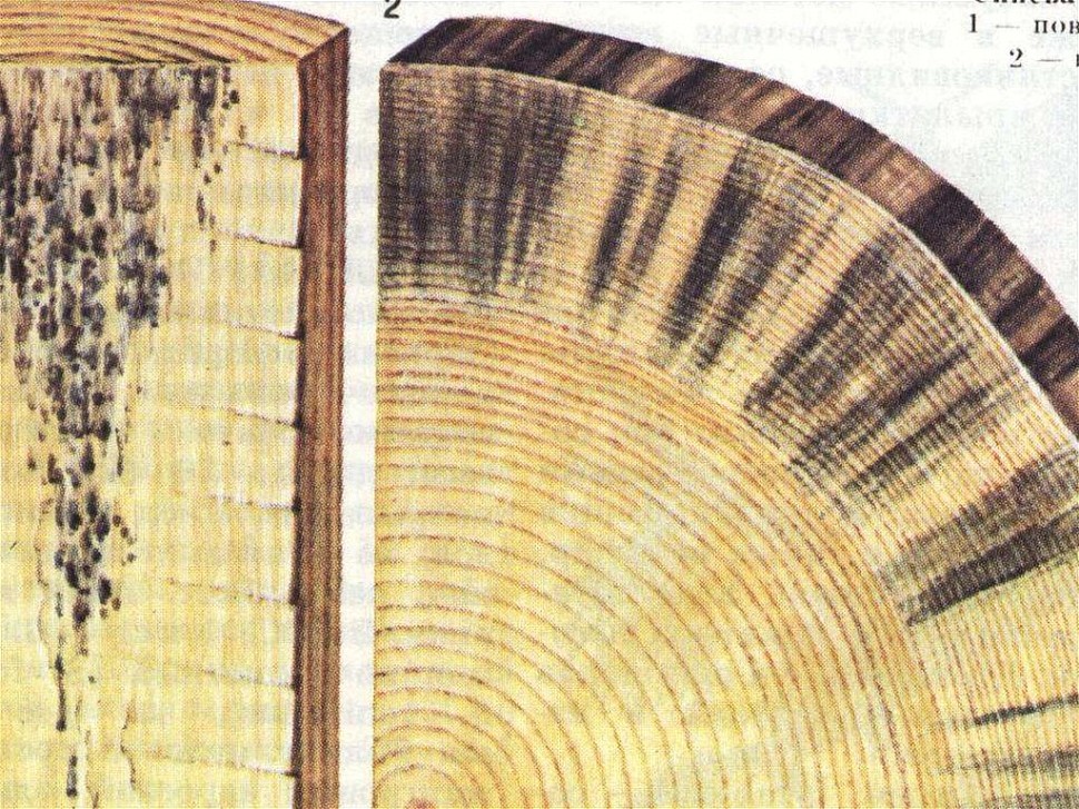 Появление древесины. Заболонная гниль. Синева пороки древесины. Пороки древесины плесень гниль. Грибные поражения древесины древесины.
